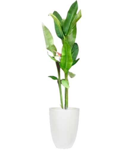 Heliconia - False Bird of Paradise - Image 2